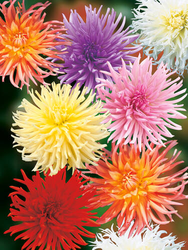 Hauptbild des Artikels "Kaktusdahlien-Mischung" aus der Kategorie "Blumenzwiebeln"