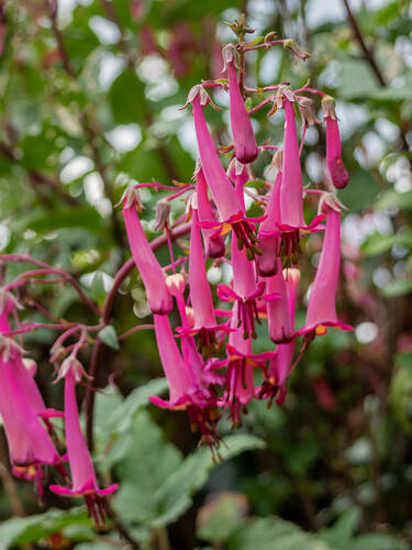 Hauptbild des Artikels "Kap-Fuchsie Candydrops Purple" aus der Kategorie "Pflanzen"