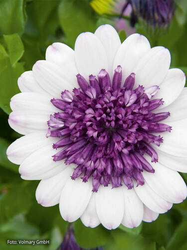 Hauptbild des Artikels "Kapkrbchen 3D Blueberry Shake" aus der Kategorie "Blumen Jungpflanzen"