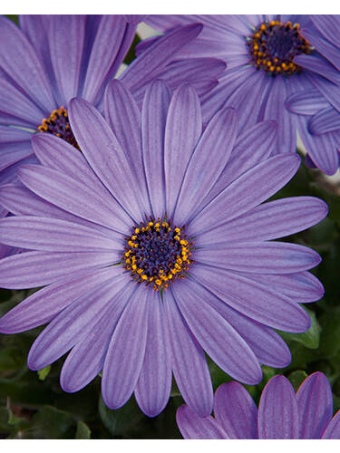 Hauptbild des Artikels "Kapkrbchen Flower Power Blue" aus der Kategorie "Blumen Jungpflanzen"