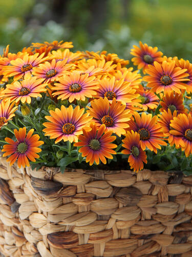 Hauptbild des Artikels "Kapkrbchen Flower Power Purple Sun" aus der Kategorie "Blumen Jungpflanzen"