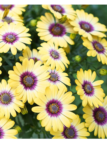 Hauptbild des Artikels "Kapkrbchen Flower Power Tropic Sun" aus der Kategorie "Blumen Jungpflanzen"