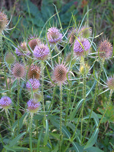 Hauptbild des Artikels "Kardendistel"