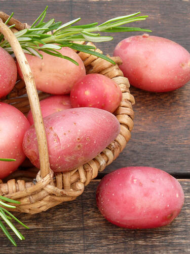 Hauptbild des Artikels "Kartoffel Baltic Fire 2,5 kg"