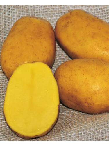Kartoffel Paroli N