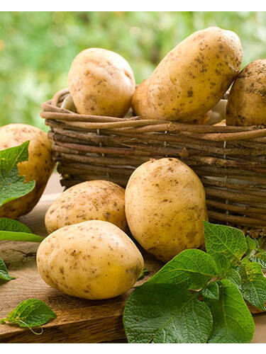Pflanzgut - Kartoffel Soraya