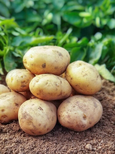Kartoffel Vitabella