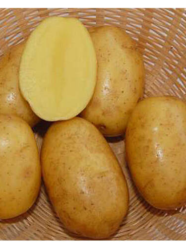 Pflanzgut - Kartoffel Wega NN