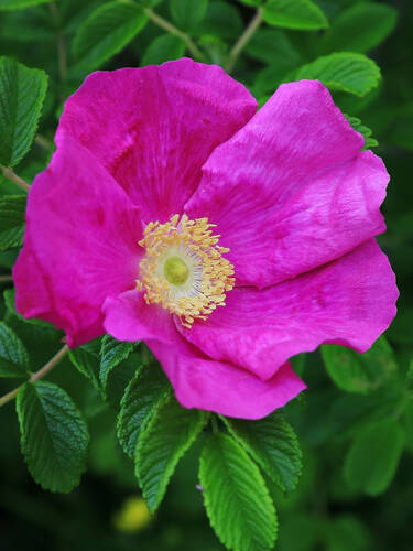 Hauptbild des Artikels "Kartoffelrose/Apfelrose" aus der Kategorie "Obstgehlze"