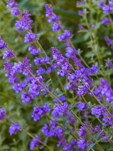 bienenfreundliche - Katzenminze Six Hills Giant