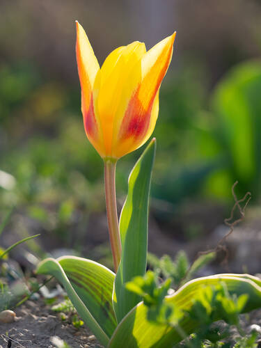 Kaufmanniana-Tulpen Guiseppe Verdi