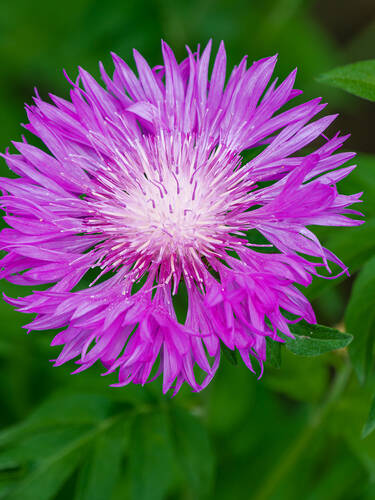 Hauptbild des Artikels "Kaukasus-Flockenblume"