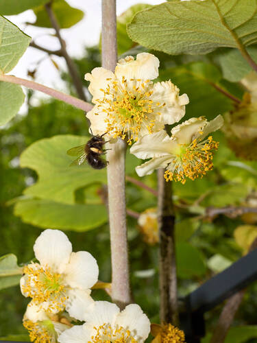 Obstgehlze - Kiwi Atlas (mnnlich)