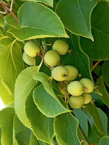 Hauptbild des Artikels "Kiwi Issai" aus der Kategorie "Obstgehlze"
