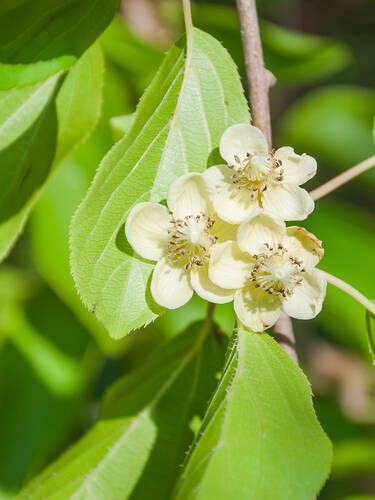 Hauptbild des Artikels "Kiwi Romeo"
