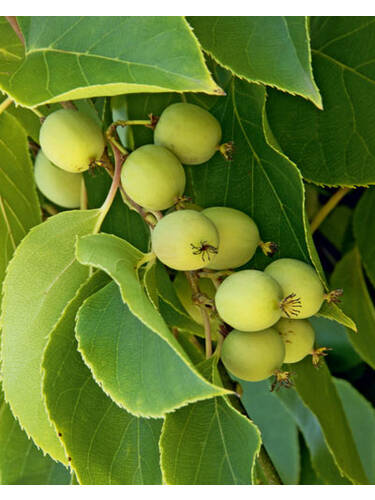 Obstgehlze - Kiwi Super Issai