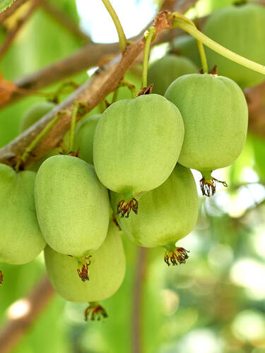 Hauptbild des Artikels "Kiwi Vitikiwi"