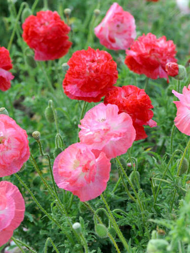 Klatschmohn Supreme