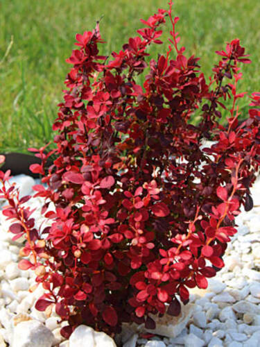 Kleine Blutberberitze Atropurpurea Nana