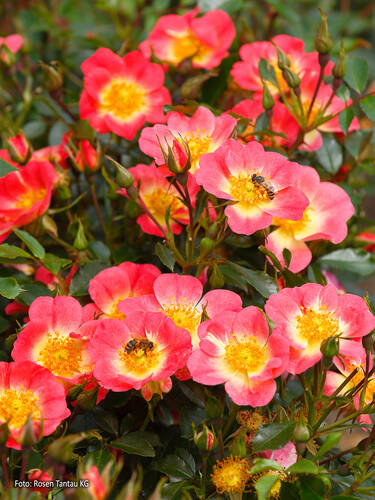 Hauptbild des Artikels "Kleinstrauchrose Bienenweide Bicolor"