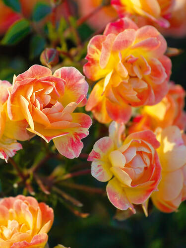 Hauptbild des Artikels "Kleinstrauchrose Fruity"