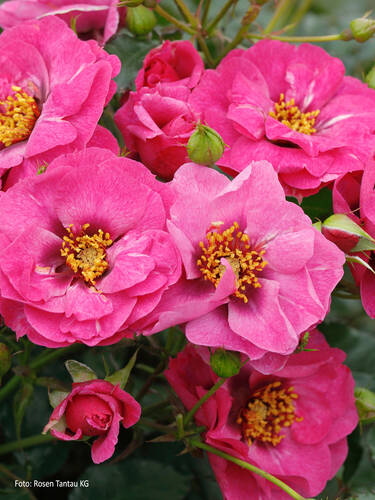 Hauptbild des Artikels "Kleinstrauchrose Orienta Djamila"