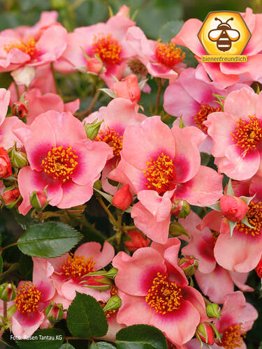 Hauptbild des Artikels "Kleinstrauchrose Orienta Shila"