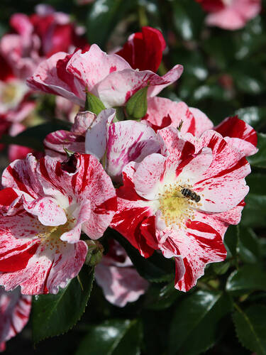 Hauptbild des Artikels "Kleinstrauchrose Simsalabim"