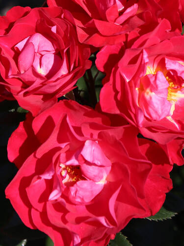 Hauptbild des Artikels "Kleinstrauchrose bltenRhein"