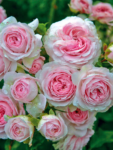 Hauptbild des Artikels "Kleinstrauchrose Larissa"