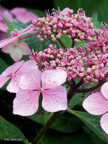 Hauptbild des Artikels "Kletterhortensie Crug Coral"