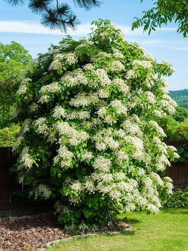 Hauptbild des Artikels "Kletterhortensie Flying Saucer, PBR" (Bildbeschreibung ist in Arbeit)