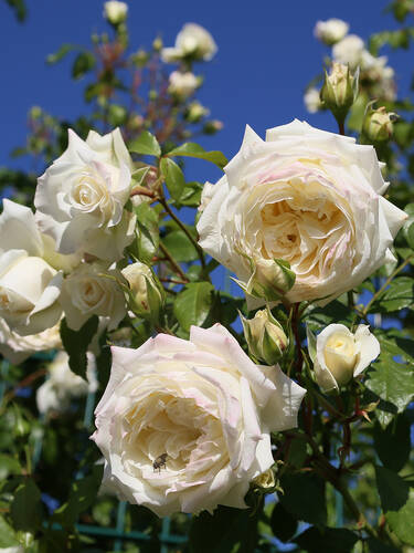 Hauptbild des Artikels "Kletterrose Alaska"