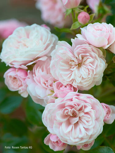 Hauptbild des Artikels "Kletterrose Alina"