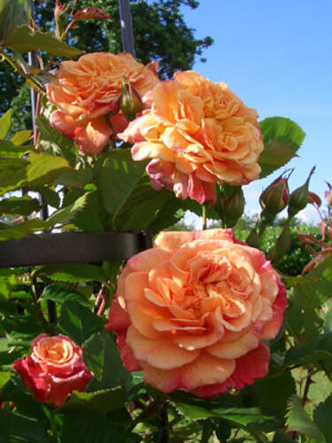 Hauptbild des Artikels "Kletterrose Aloha"