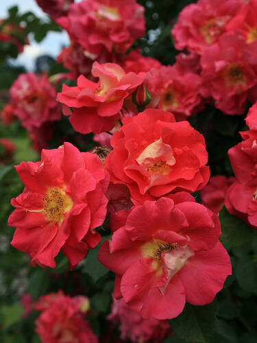Hauptbild des Artikels "Kletterrose Bajazzo"