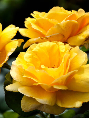 Hauptbild des Artikels "Kletterrose Dukat"