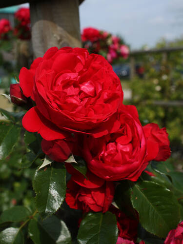 Hauptbild des Artikels "Kletterrose Florentina"