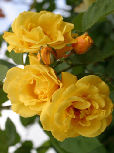 Hauptbild des Artikels "Kletterrose Golden Gate"