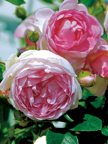 Hauptbild des Artikels "Kletterrose Jasmina"