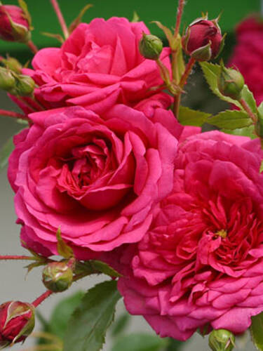 Hauptbild des Artikels "Kletterrose Laguna"