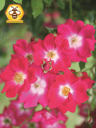 Hauptbild des Artikels "Kletterrose Libertas"