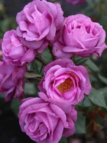 Hauptbild des Artikels "Kletterrose Nightswimming�" (Bildbeschreibung ist in Arbeit)