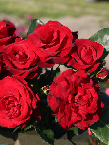 Hauptbild des Artikels "Kletterrose Royal Red"