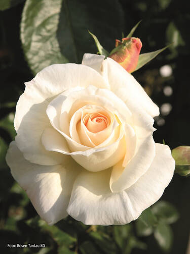 Hauptbild des Artikels "Kletterrose Schneewalzer"