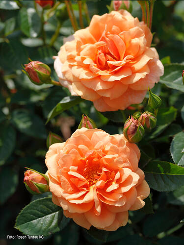 Hauptbild des Artikels "Kletterrose Skyline"