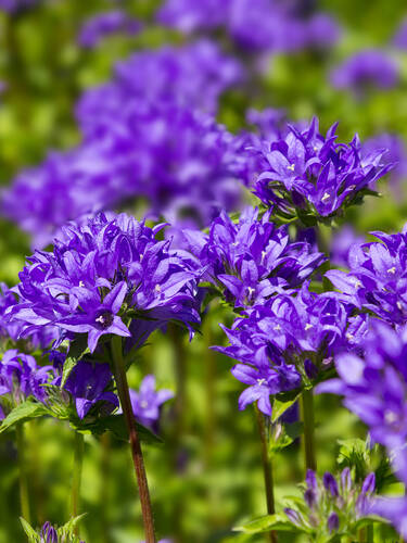 Hauptbild des Artikels "Knuel-Glockenblume Dahurica" aus der Kategorie "Pflanzen"
