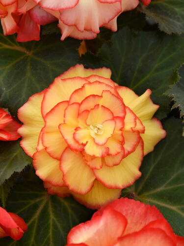 Hauptbild des Artikels "Knollenbegonie AmeriHybrid Picotee Sunburst, F1"