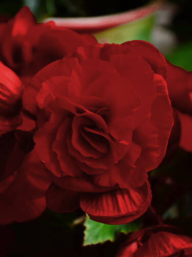 Blumenzwiebeln - Knollenbegonie Double Dark Red