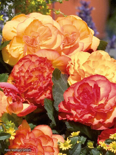 Hauptbild des Artikels "Knollenbegonie Nonstop Fire, F1" aus der Kategorie "Blumen Jungpflanzen"